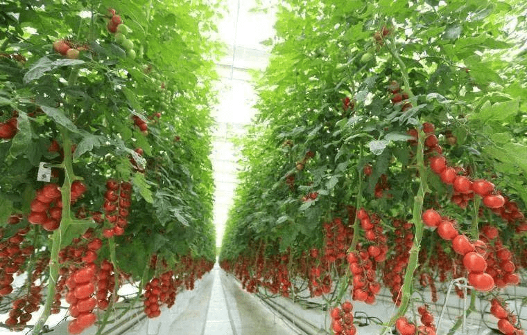 中央一号文件明确指出:2023年设施农业这样干!(图6) 中央一号文件明确指出:2023年设施农业这样干!(图6)